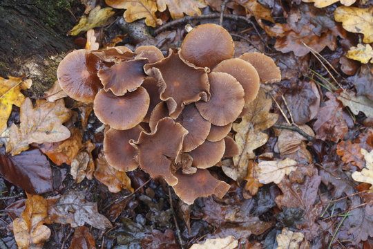 Braune Pilze im Herbst auf dem Waldboden
