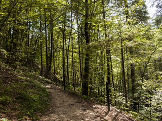 sentiero nel bosco, alberi e rami 