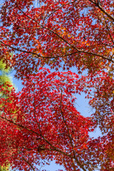 カラフルな本土寺境内の秋景色