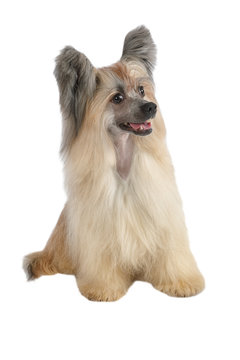 Thoroughbred Chinese Crested dog