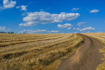 Fototapeta na wymiar A dirt road through a field with sloping wheat, a blue sky with clouds.