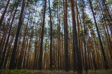 Pine forest in the evening - a view from below.