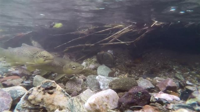 Spawning of Trouth underwater. Spawning of Salmo trutta morpha fario. 