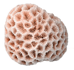 coral isolated on white background