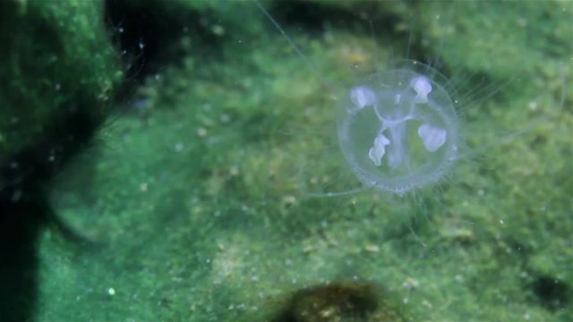 Beautiful fershwater jellyfish (craspedacusta sowerbii) swims in the nature habitat