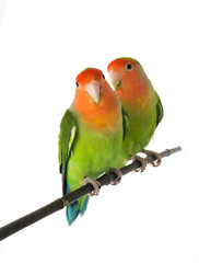 lovebird on a white background