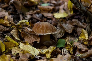 edible mushroom Boletus