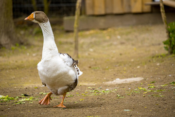Animal