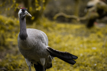 Animal