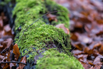 beautiful autumn brown leaves