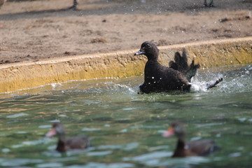 Fototapeta premium Animal