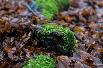 beautiful autumn brown leaves