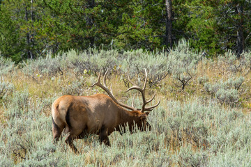 Fototapeta na wymiar Elk in Grand Teton National Park, Wyoming
