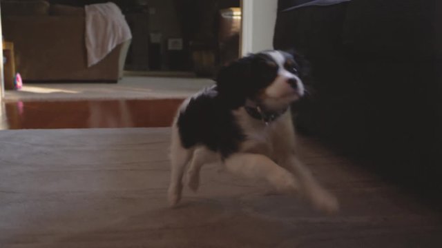 Slow motion shot of an odorable puppy prancing in a living room. He ends up prancing out of the frame 