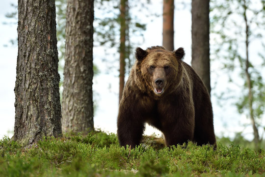 brown bear (ursus arctos) in a forest landscape