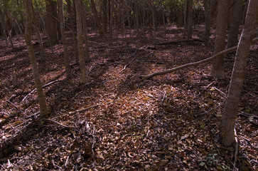 Bed of leaves in an autumn oak tree forest