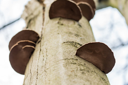 strange tree