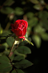 Fototapeta premium Closeup of blooming red rose