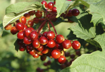 Coffee beans ripening on tree