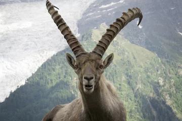 Foto op Canvas Portrait of an alpine ibex (capra ibex). © Jacek Jacobi