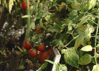 red tomatoes background. Group of tomatoes