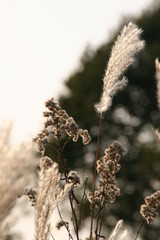 Schilf im Naturschutzgebiet