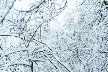 bush branches covered with snow in morning