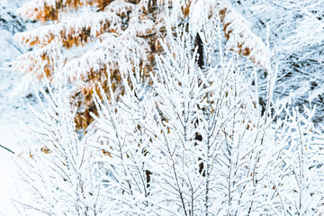 bush branches covered with snow in morning