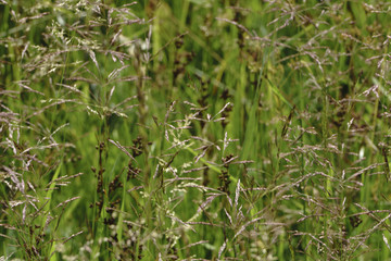 Summer meadow, small through high grass
