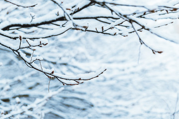 Fototapeta na wymiar bush branches covered with snow in morning