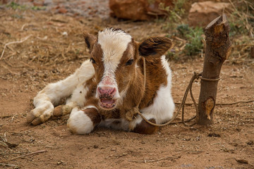 A young calf resting while chewing the cud 