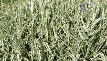 Green grass soccer field background