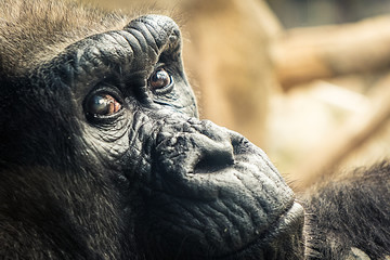 A gorilla's glance... - 182980125