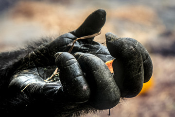 A gorilla's hand... - 182980157
