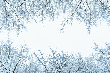 bush branches covered with snow in morning