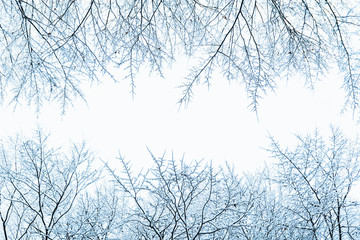 Fototapeta na wymiar bush branches covered with snow in morning