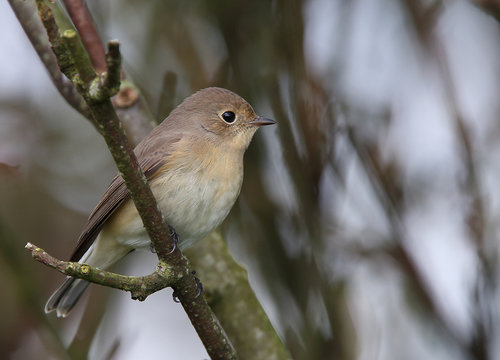 Red-breasted Flycatcher (Ficedula parva), juvenile, Mainland, Shetland, Scotland, UK.