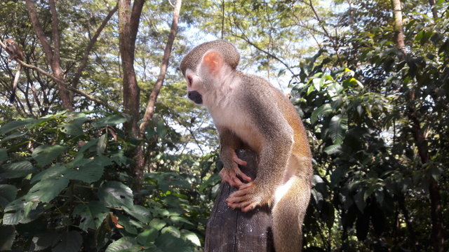 Mico titi llanos orientales