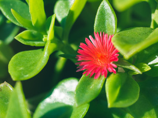 Macro shot of succulent green plant with pink flower growing outdoors.