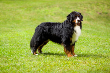 Bermese Mountain Dog standing on grass