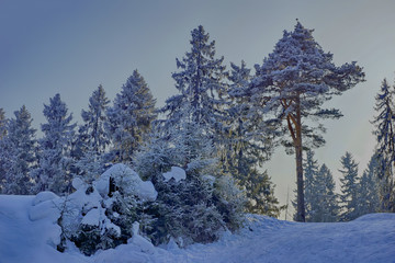 winter fairytale New Year's Eve in the forest of a pine tree snow-covered