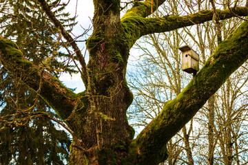 old, mossy tree with a large bird cage