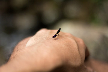 Bug perched on hand.