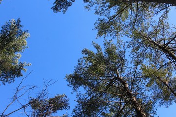 The tops of the pine trees with the blue sky background.