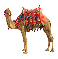 Kamel isoliert auf weißem Hintergrund
