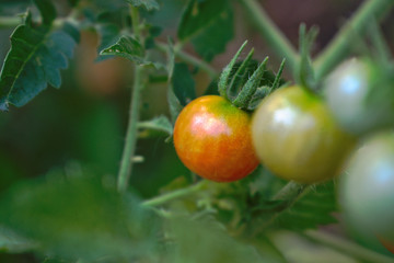 Closeup of unripe cherry tomatoes in the garden