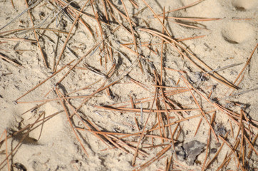 Fir needles on the ground in spring