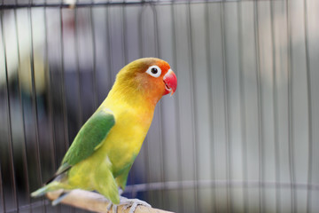 Lovebird sitting on the cage