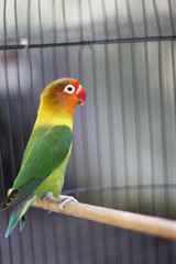 Lovebird sitting on the cage