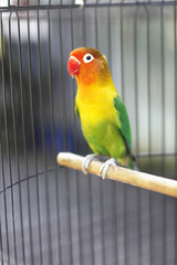 Fototapeta na wymiar Lovebird sitting on the cage